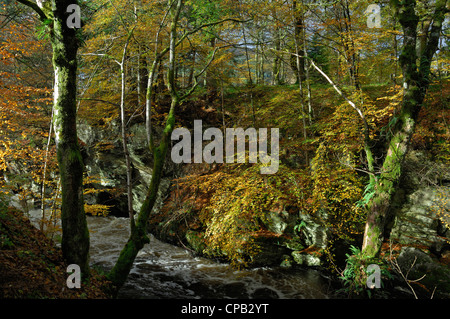 Alberi in autunno colori linea le sponde rocciose del Fiume Dochart, Killin, Perthshire, Scotland, Regno Unito. Foto Stock