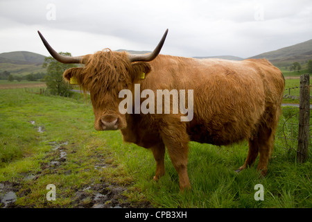 Highland mucca in Scozia Foto Stock