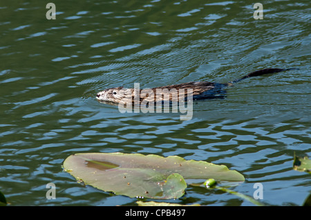 Topo muschiato nuotare nel lago. Foto Stock