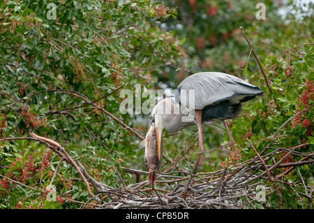 Airone blu: Ardea Erodiade. Venezia Rookery, Florida, Stati Uniti d'America. Il tentativo di inghiottire pesci di grandi dimensioni Foto Stock