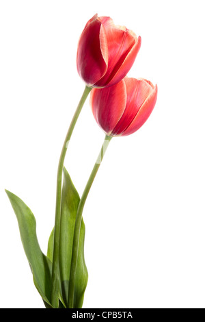 Due fiori di primavera. I tulipani isolato su bianco Foto Stock