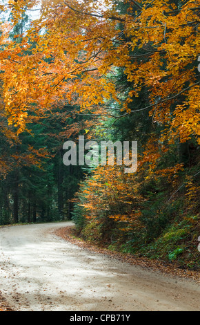 Avvolgimento di autunno strada secondaria nelle foreste di montagna Foto Stock