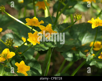 Kingcup / Marsh / Marigold Caltha palustris / Sumpfdotterblume Foto Stock