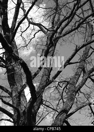 Treetop di un vecchio albero di noce in primavera / Baumkrone eines alten Walnussbaumes im Frühling Foto Stock