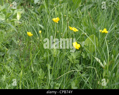 Ranuncolo strisciante / Ranunculus repens / Kriechender Hahnenfuß Foto Stock