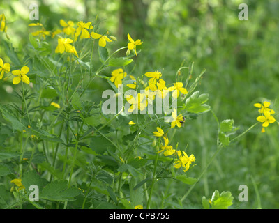 Maggiore celandine / Chelidonium majus / Schöllkraut Foto Stock