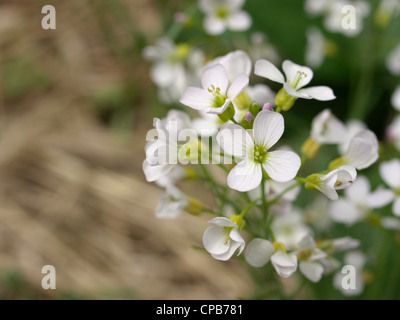 Il cuculo fiore, Lady's smock / cardamine pratensis / Wiesenschaumkraut Foto Stock