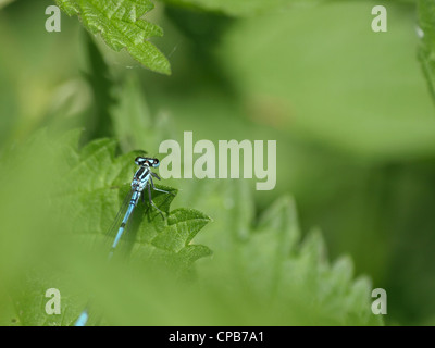 Azure Damselfly maschio / Coenagrion puella / Hufeisen-Azurjungfer Männchen Foto Stock