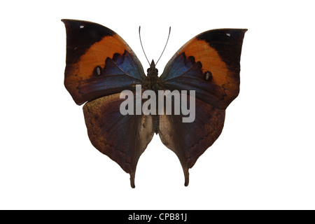 Foglia morta Butterfly Kallima inachus a.k.a. Oakleaf arancione Foto Stock