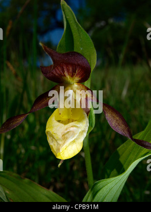 Blooming pianella della Madonna Foto Stock