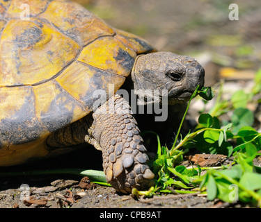 Hermann's tartaruga (Testudo hermanni boettgeri) alimentazione del Papiliorama a Kerzers, Svizzera. Foto Stock