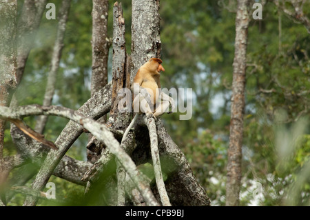 Borneo, Brunei. La foresta di mangrovie sul fiume Brunei, vicino a bandar seri begawan. maschi selvatici proboscide monkey Foto Stock
