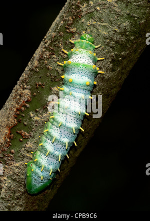 Il 4,5 pollici lungo caterpillar della falena Atlas (Attacus atlas) al Papiliorama, Kerzers FR, Svizzera. Foto Stock