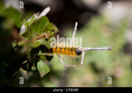 Una pelliccia di colore arancione e nero bruco strisciare su un ramo della West Coast National Park, Sud Africa Foto Stock