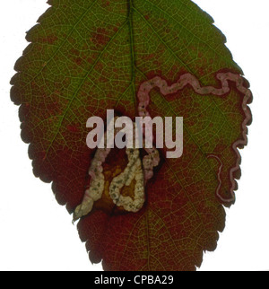 Minatore di foglia di micro-moth: (Stigmella aurella). in Rovo foglie . Backlit usando scanner Foto Stock