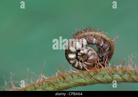Australian tree fern: Cyathea cooperi (noto anche come: lacy tree fern, squamosa tree fern, Cooper's tree fern) dispiegarsi crozier Foto Stock
