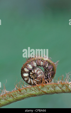Australian tree fern: Cyathea cooperi (noto anche come: lacy tree fern, squamosa tree fern, Cooper's tree fern) dispiegarsi crozier Foto Stock