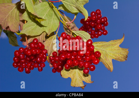 I grappoli di ribes rosso che cresce su un albero Foto Stock