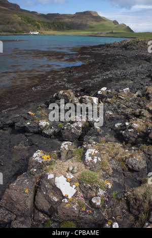 Gabbiano comune Larus canus nido con le uova sulla isola di Canna, nelle piccole isole, canna, Scozia Foto Stock