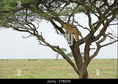 Leonessa su un albero in Ndutu in Ngorongoro Conservation Area nel nord della Tanzania Foto Stock