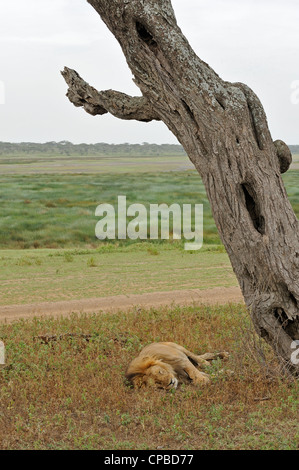 Sleeping Lion maschio nelle pianure di Ndutu in Ngorongoro Conservation Area nel nord della Tanzania Foto Stock