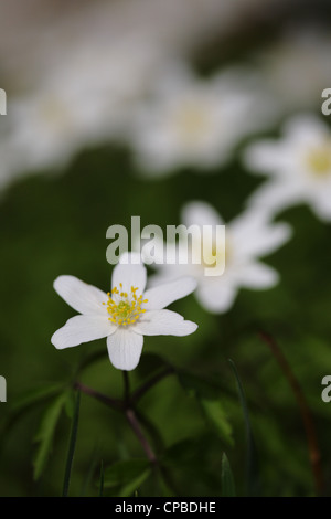 Anemoni di legno (Anemone nemorosa ,) blooming Foto Stock