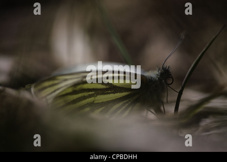Verde-bianco venato (Sarcococca napi) riposo bassa nella vegetazione in primavera Foto Stock