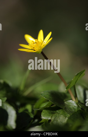 Lesser celandine (Ranunculus ficaria) fioritura Foto Stock