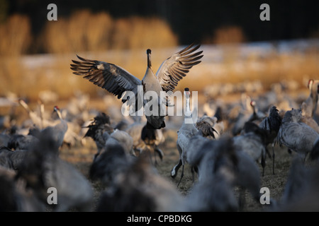 Gru comune (grus grus) dancing in primavera presso i laghi del Lago Hornborga nella Svezia meridionale Foto Stock