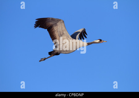 Gru comune (grus grus) in volo Foto Stock