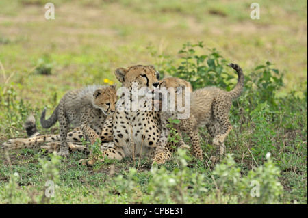 Ghepardo famiglia in un giocoso umore nelle praterie di Ndutu in Ngorongoro Conservation Area nel nord della Tanzania, Africa Foto Stock