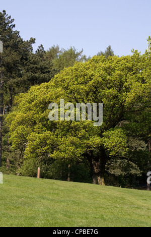 Alberi di quercia molla vicino a Hare Hill Alderley Edge cheshire england Foto Stock