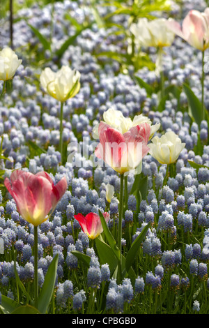 La luce blu uva comune giacinti, bianco e rosa i tulipani in primavera Foto Stock
