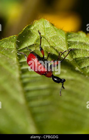 Un nocciolo di foglia-curculione rullo (Apoderus coryli) aggrappati alla parte inferiore di una foglia a Banca Downe Riserva Naturale, Kent. Giugno. Foto Stock