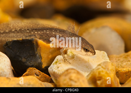 Una larva di palmate newt (Lissotriton helveticus) appoggiato sulla ghiaia, Belvedere, Kent. Foto Stock