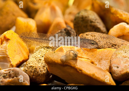 Una larva di palmate newt (Lissotriton helveticus) appoggiato sulla ghiaia, Belvedere, Kent. Foto Stock