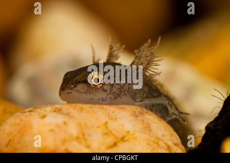 Una chiusura sulla testa di un palmate newt (Lissotriton helveticus) larva poggiante sulla ghiaia, Belvedere, Kent. Foto Stock