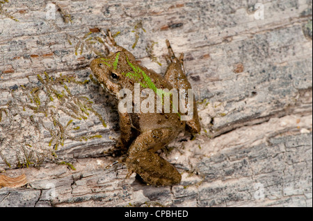 Northern Cricket Frog Acris crepitans blanchardi Flat Creek, Barry County, Missouri, Stati Uniti 29 aprile adulto Foto Stock