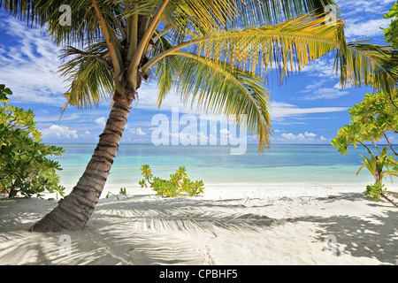 Una scena di palme e spiaggia di sabbia sul ISOLA MALDIVIANA Foto Stock