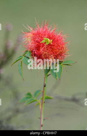 Un gall del bedeguar gall wasp (Diplolepis rosae), noto come Robin's puntaspilli, su uno stelo di rosa canina (Rosa canina) Foto Stock
