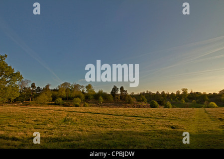 In tarda serata sole sopra Knole Park a Sevenoaks. Foto Stock