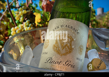 Etichetta di vino Alsace su fresco Pinot Grigio bottiglia in frigo con tappo a vite, uve mature nel vigneto Kaysersberg dietro Alsazia Francia Foto Stock