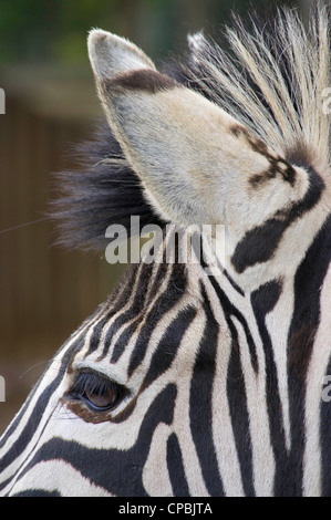 Zebra Foto Stock