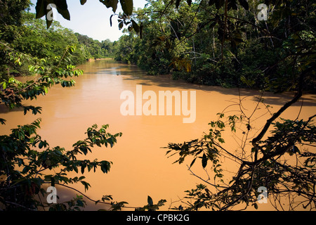 Fiume amazzonico, il marrone di acqua con sedimenti, il rio Tiputini in Ecuador Foto Stock