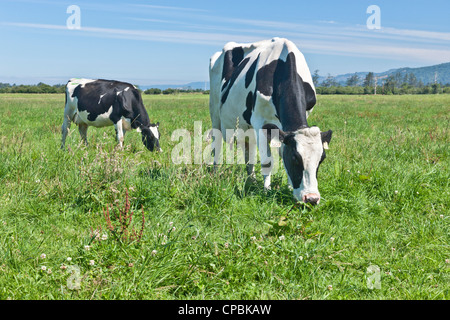 Vacca Holstein con giovani, pascolo pascolo verde, organico 'Eco' dairy. Foto Stock