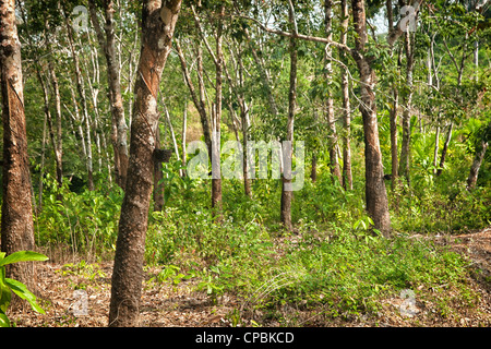 Struttura in gomma plantation con vaschette di raccolta in Thailandia Foto Stock