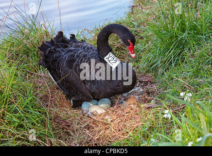 Un cigno nero si siede sulle uova sul bordo del fiume Yarra di Melbourne Foto Stock