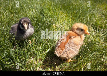 Due pulcini romp nell'erba su un giorno pieno di sole. Foto Stock