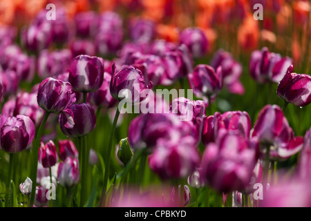 I tulipani, Ottawa Tulip Festival, Ottawa, Ontario, Canada Foto Stock