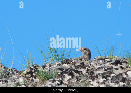 Una femmina di gallo cedrone blu (Dendragapus obscurus) si fonde con il suo ambiente Western Montana Foto Stock